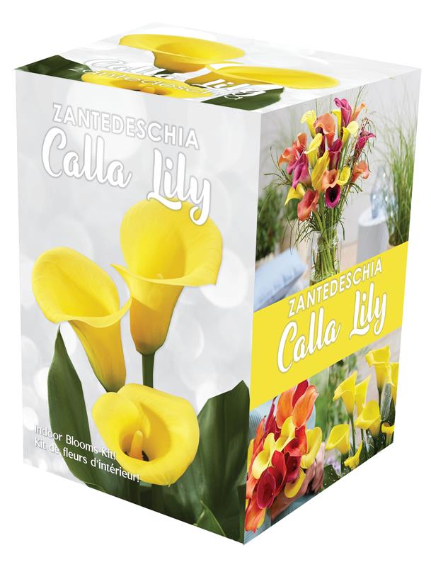 GP53 Calla Kits - Indoor Gift Kits - Image 3
