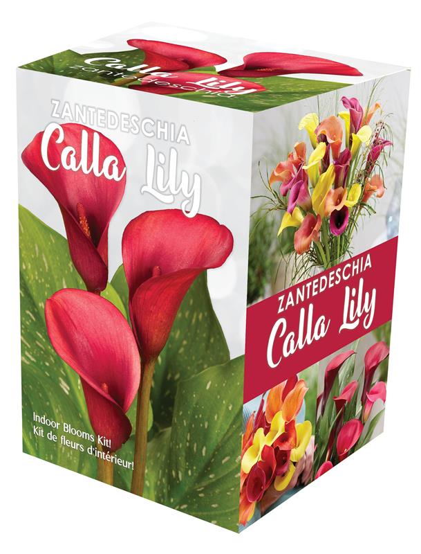 GP53 Calla Kits - Indoor Gift Kits - Image 4