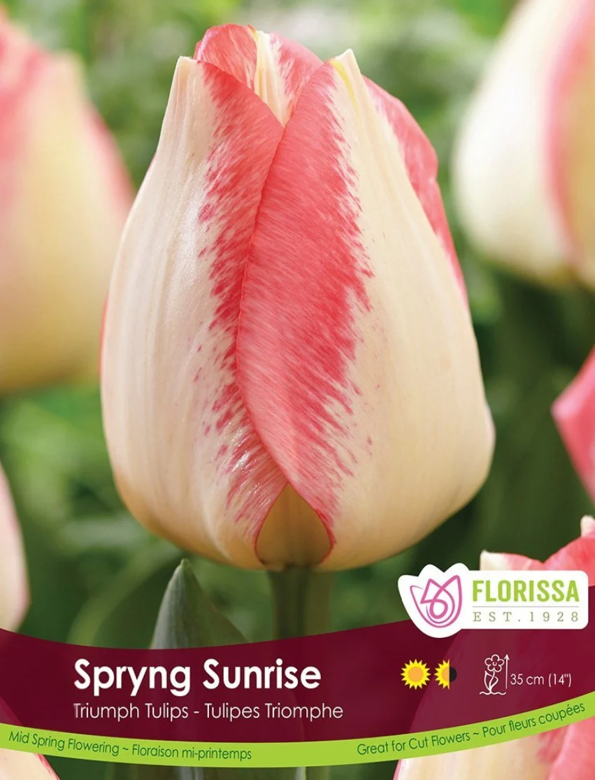 Fall Bulk - New This Fall